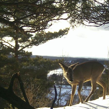 Villa Jura Pokoje Goscinne Zarki Bagian luar foto